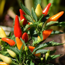 Bio Birds Eye Chili von der Ölmühle Bayreuth
