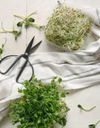 Bio Keimsprossen & Zubehör | Keimgläser, Saaten & Sprossen für Zuhause